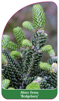 Abies firma 'Bedgebury'