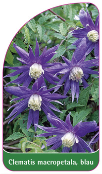 Clematis macropetala, blau