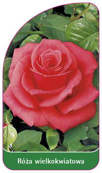 Róza wielkokwiatowa Nr. 202
