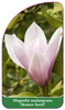 Magnolia soulangeana 'Heaven Scent'