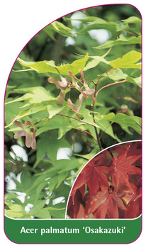 Acer palmatum 'Osakazuki'