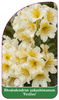 Rhododendron yakushimanum 'Festivo'
