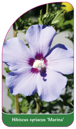 Hibiscus syriacus 'Marina'