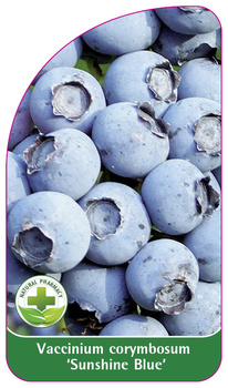 Vaccinium corymbosum 'Sunshine Blue'