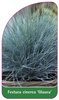 Festuca cinerea 'Glauca'