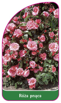 Róza pnąca Nr. 331 B