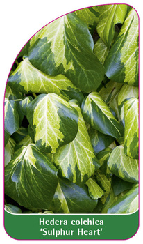 Hedera colchica 'Sulphur Heart'
