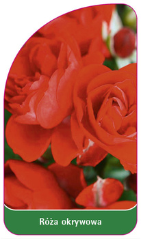 Capacul a crescut nr. 294