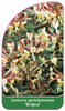 Lonicera periclymenum 'Belgica'