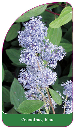 Ceanothus, blau