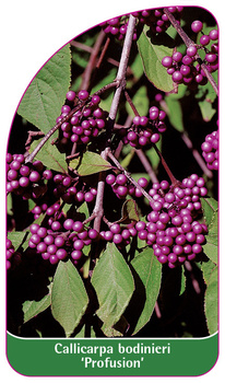 Callicarpa bodinieri 'Profusion'