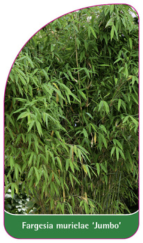 Fargesia murielae 'Jumbo'