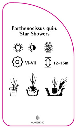 Parthenoccissus quinquefolia 'Star Showers'