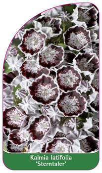 Kalmia latifolia 'Sterntaler'