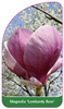 Magnolia 'Lombardy Rose'