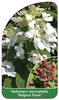 Hydrangea macrophylla 'Magical Flame'