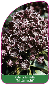 Kalmia latifolia 'Mitternacht'