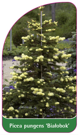 Picea pungens 'Bialobok'