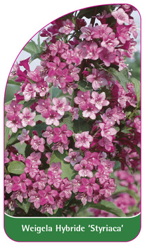 Weigela Hybride 'Styriaca'
