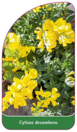 Cytisus decumbens
