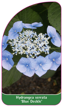 Hydrangea serrata 'Blue Deckle'