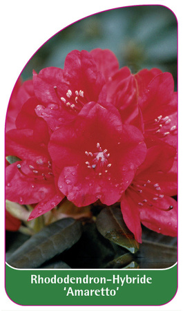 Rhododendron-Hybride 'Amaretto'