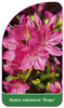 Azalea nakaharai 'Drapa'