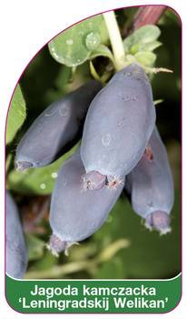 Kamchatka berry "Leningradskij Velikan