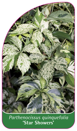 Parthenocissus quinquefolia 'Star Showers'