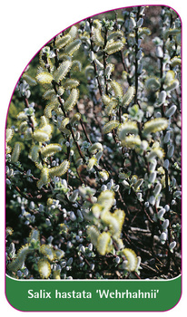 Salix hastata 'Wehrhahnii'