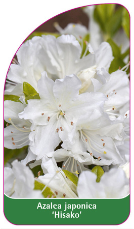 Azalea japonica 'Hisako'