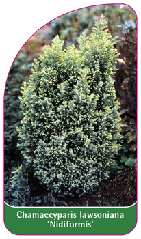 Chamaecyparis Iawsoniana 'Nidiformis'