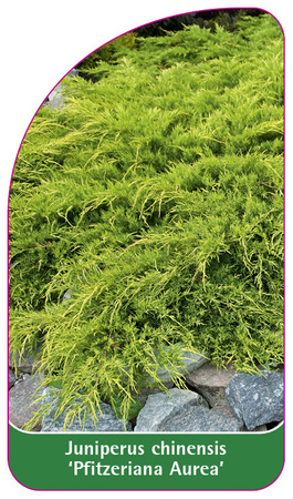Juniperus chinensis 'Pfitzeriana Aurea'