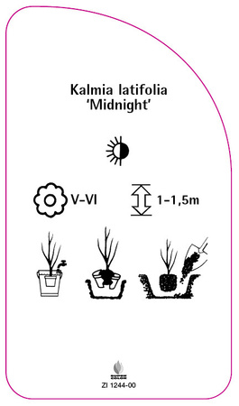 Kalmia latifolia 'Midnight'