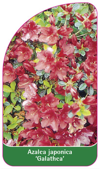Azalea japonica 'Galathea'
