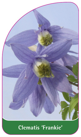 Clematis 'Frankie'