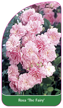 Rosa 'The Fairy'