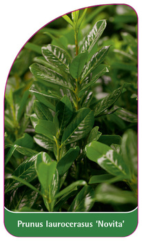 Prunus laurocerasus 'Novita'