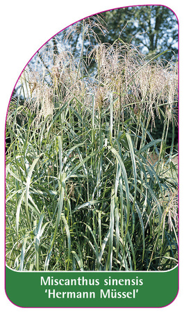 Miscanthus sinensis 'Hermann Müssel'