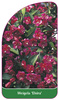 Weigela 'Elvira'