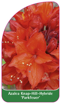 Azalea Knap-Hill-Hybride 'Parkfeuer'