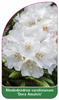 Rhododendron carolinianum 'Dora Ameteis'