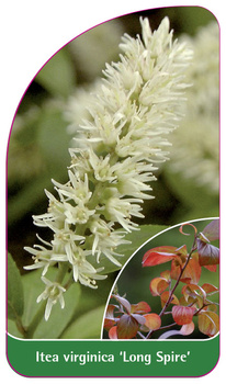 Itea virginica 'Long Spire',