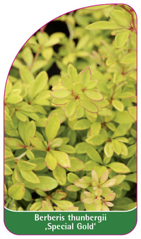 Berberis thunbergii ,Special Gold'