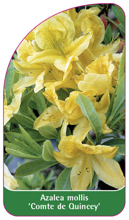 Azalea mollis 'Comte de Quincey