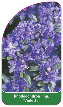 Rhododendron impeditum 'Violetta'