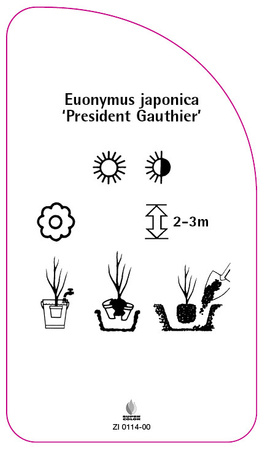 Euonymus japonicus 'President Gauthier'