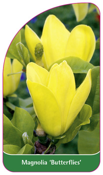 Magnolia 'Butterflies'
