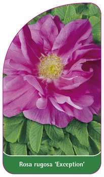 Rosa rugosa 'Exception'