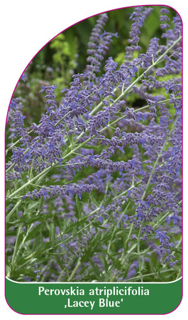 Perovskia atriplicifolia ,Lacey Blue'